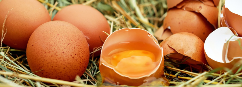 Como saber el estado de un huevo
