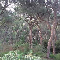 Adrien Richard Bonzon, profesor particular en Barcelona